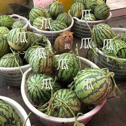 娱乐早吃瓜,揭秘明星幕后故事 第3张 娱乐早吃瓜,揭秘明星幕后故事 第3张